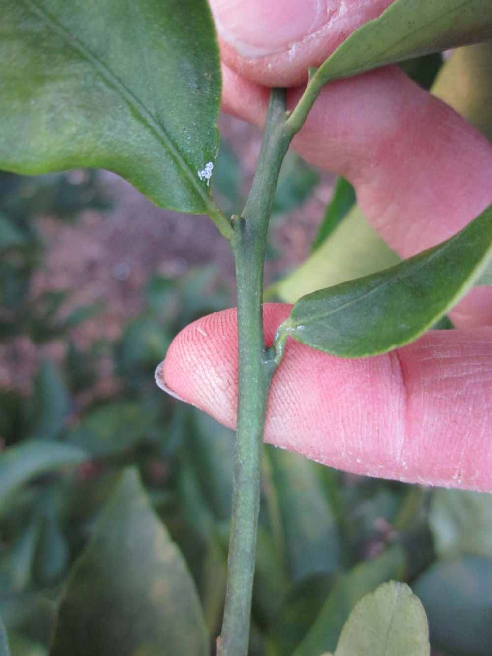              First year twig (Winter Haven, FL)       